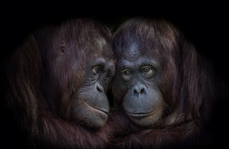 Two Orangutans