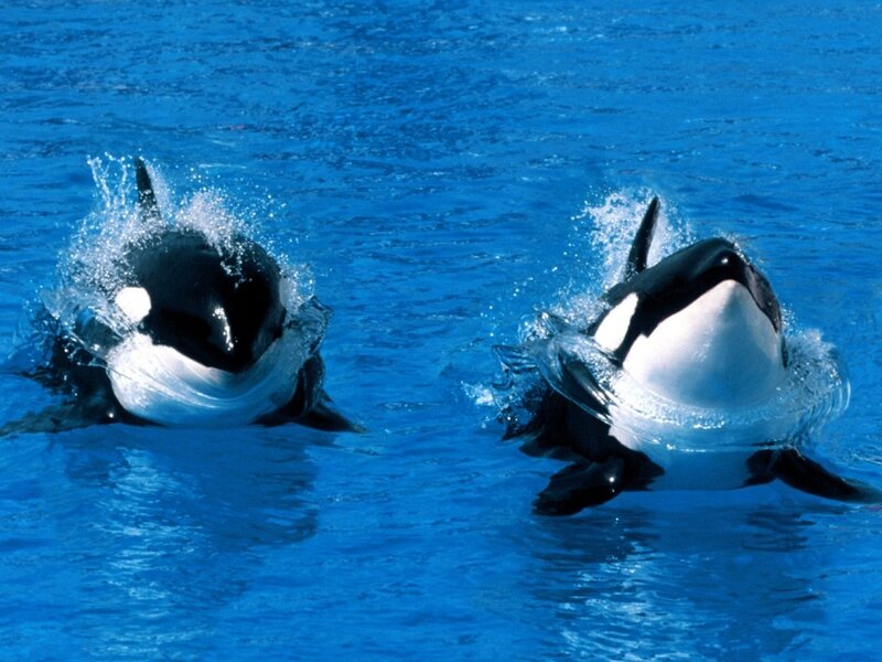 Two Orca Whales — Blue, Active, Photograph