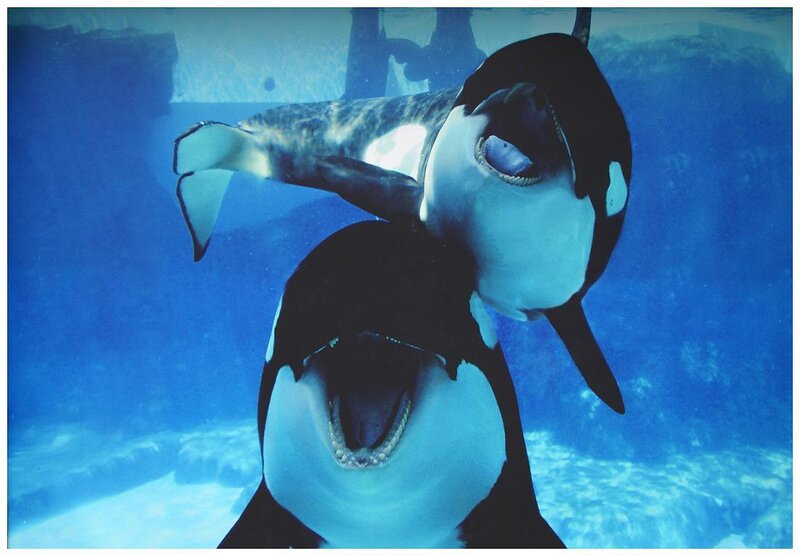 Two Orca Whales