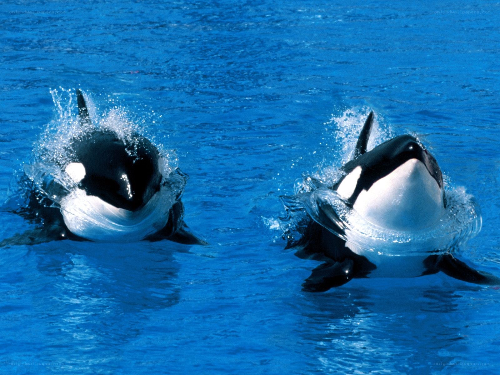 Two orcas in blue water