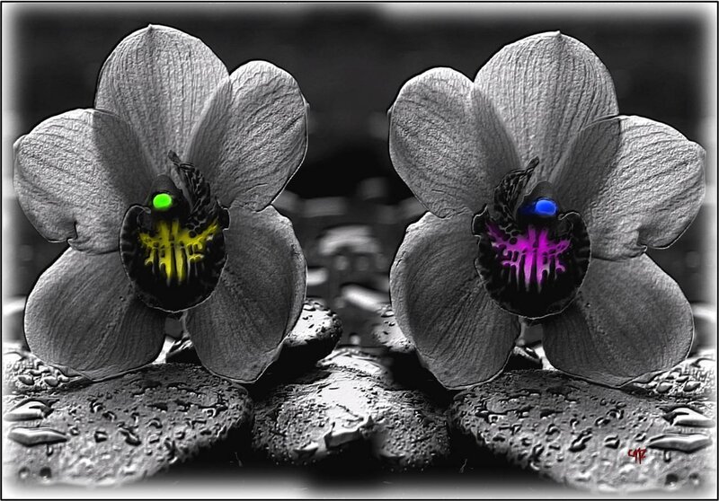 Two Orchid Flowers — Black