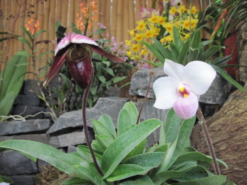 Two Orchid Flowers