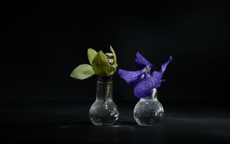 Two Orchids in Vases