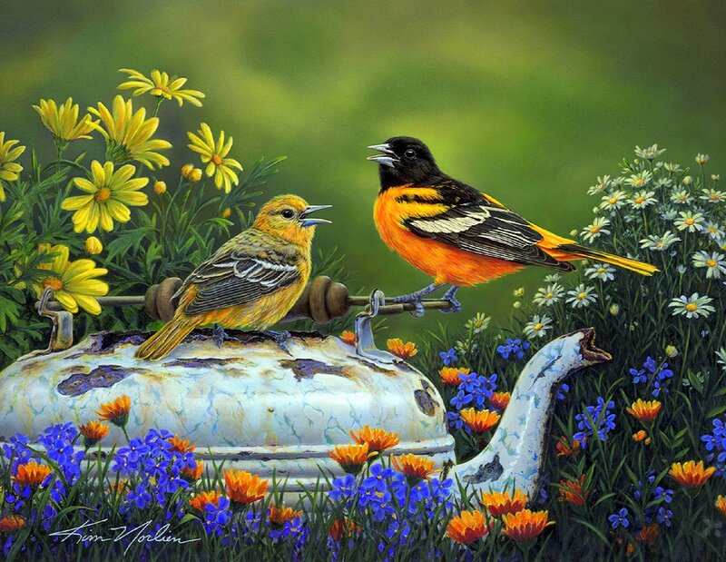 Two Oriole Birds