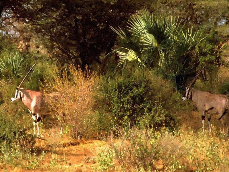 Two Oryx in Bushland