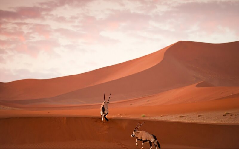 Two Oryx in Desert