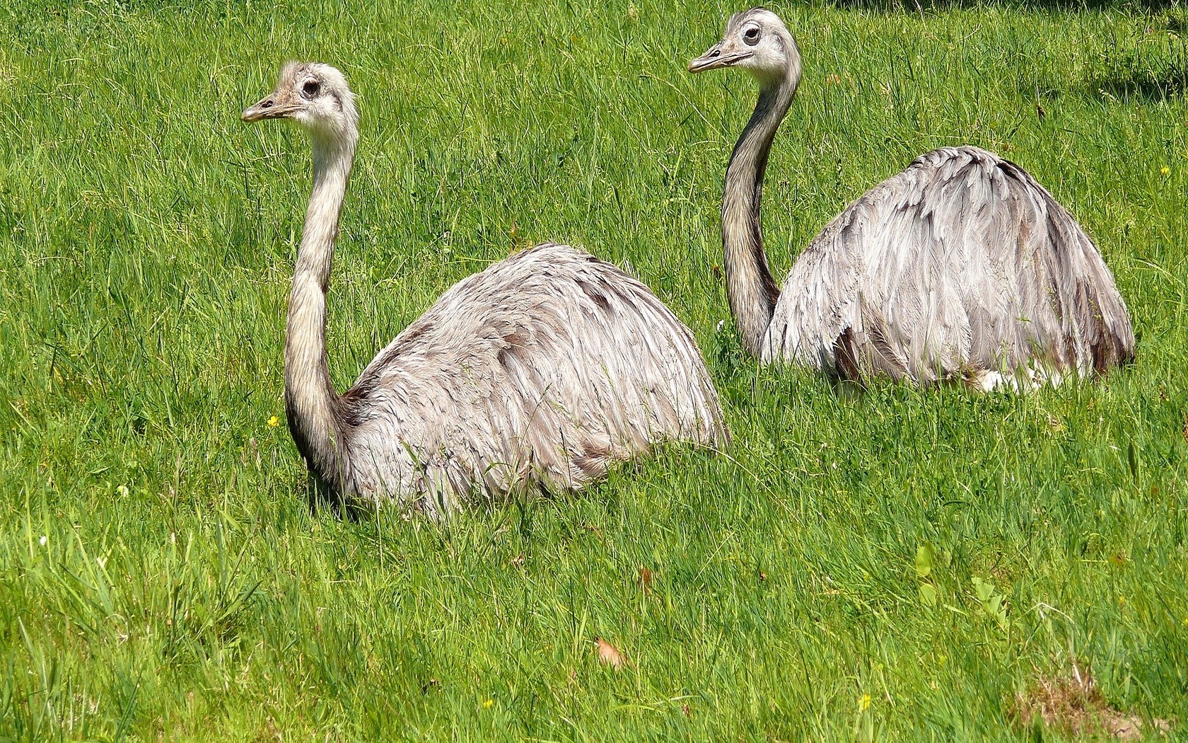 Two ostriches in a grassy field