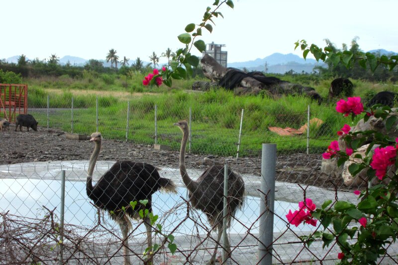 Two Ostriches in Enclosure