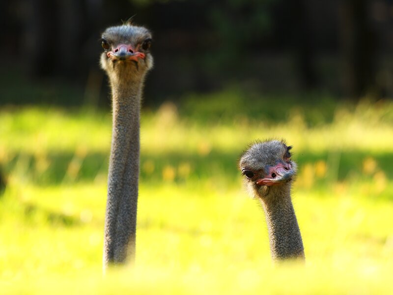 Two Ostriches in Grass — Green