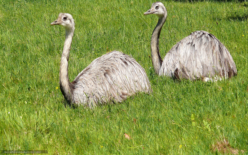 Two Ostriches in Grass