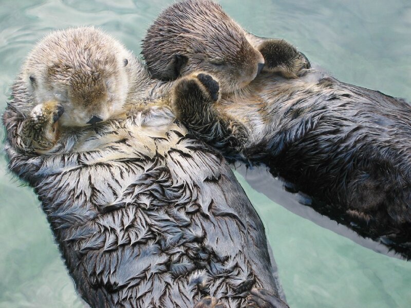 Two otters floating together