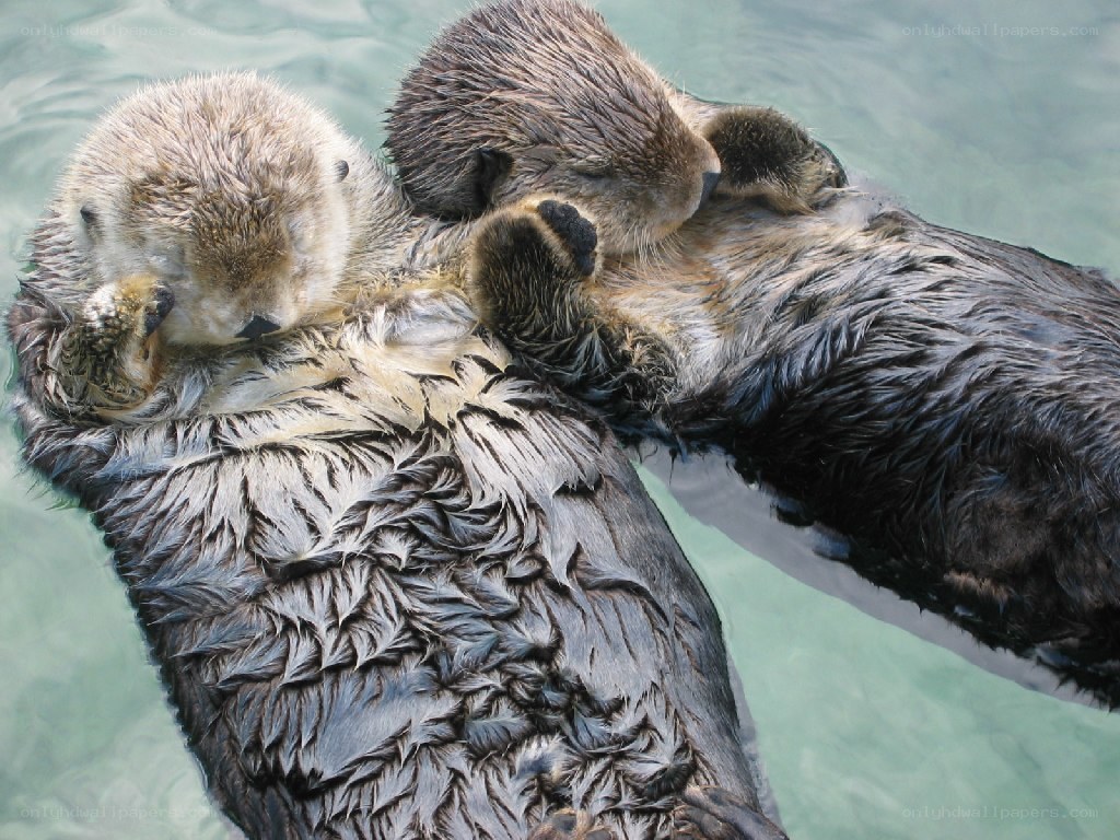 Two otters floating together