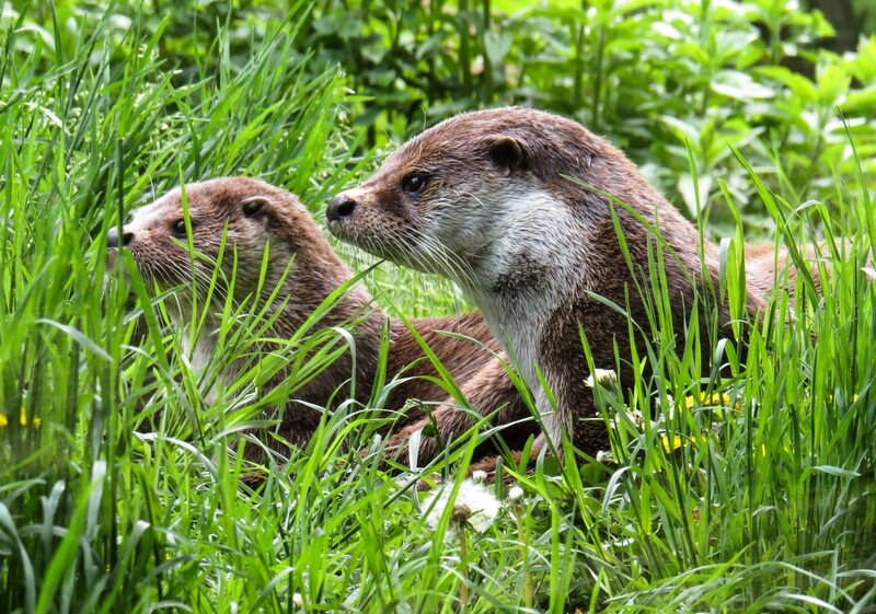 Two otters in grass