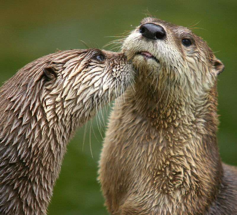 Two otters nuzzling each other