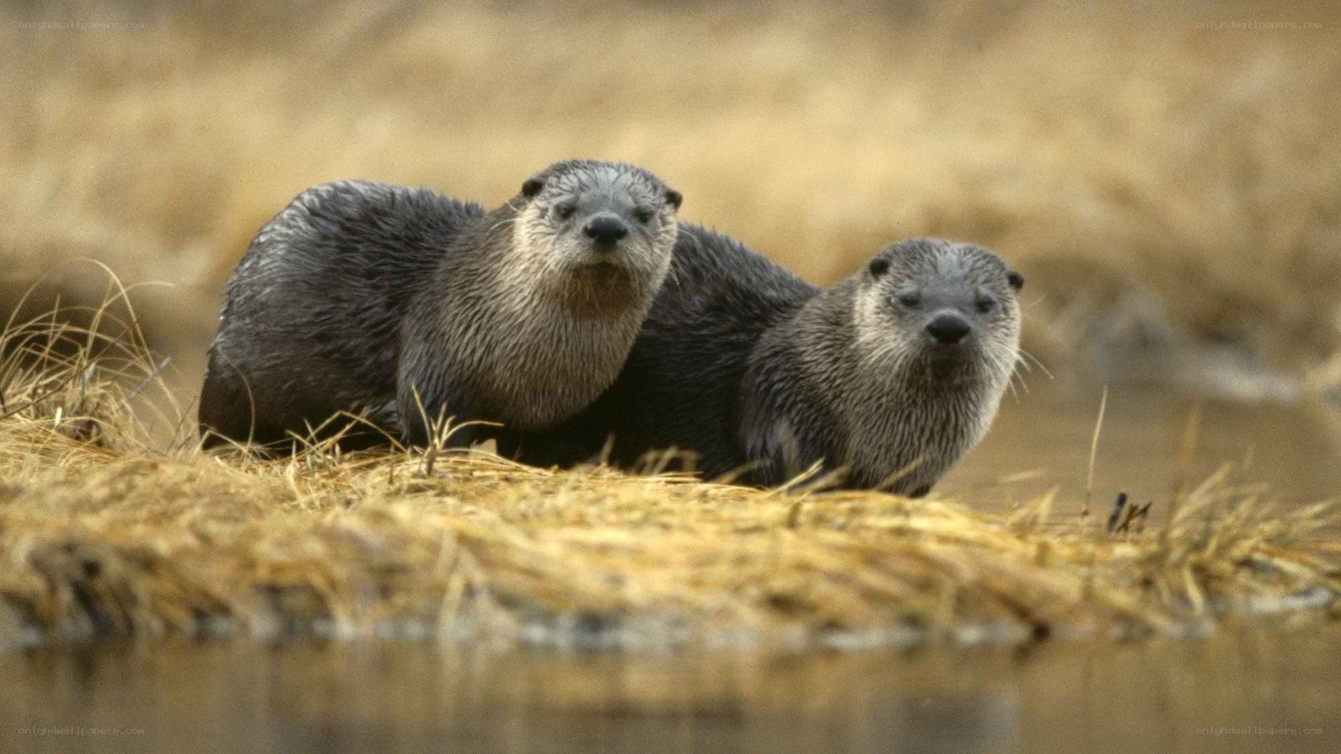 Two otters on a riverbank