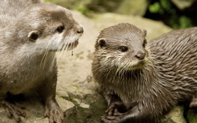 Two otters on a rock