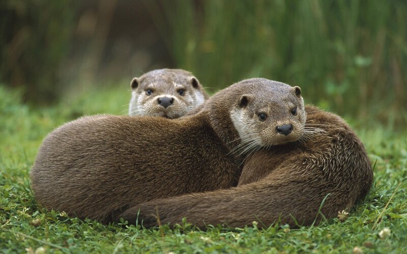 Two Otters on Grass