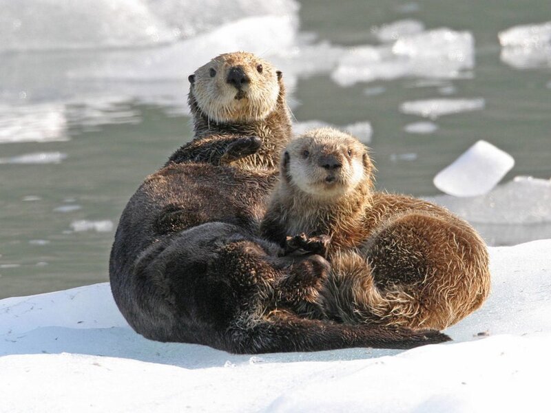 Two Otters on Ice