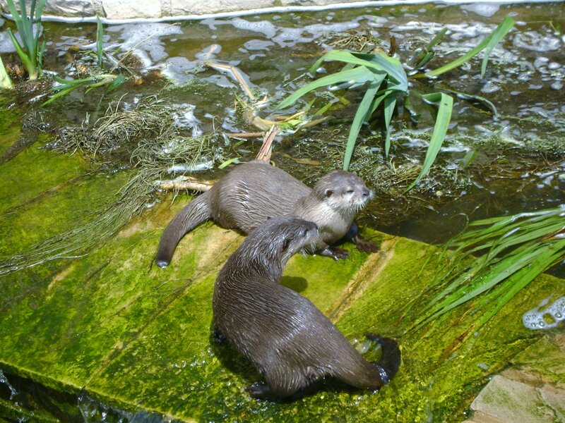 Two Otters on Rock