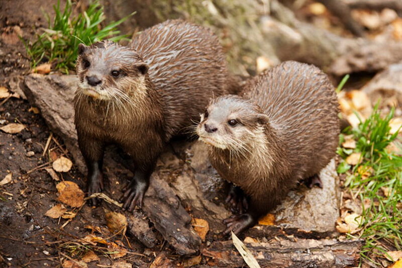 Two Otters on Rocks