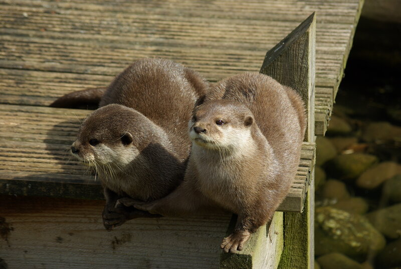 Two Otters on Wood