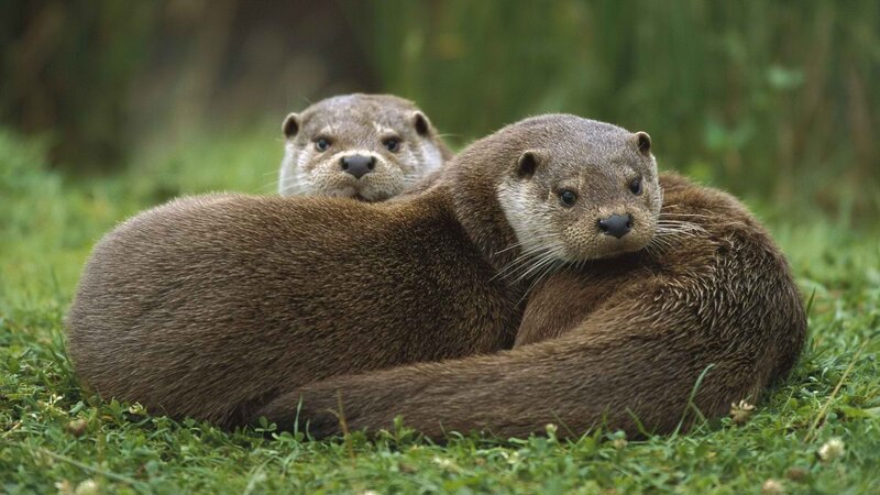 Two otters resting on grass