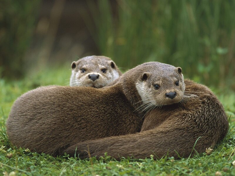 Two otters resting together