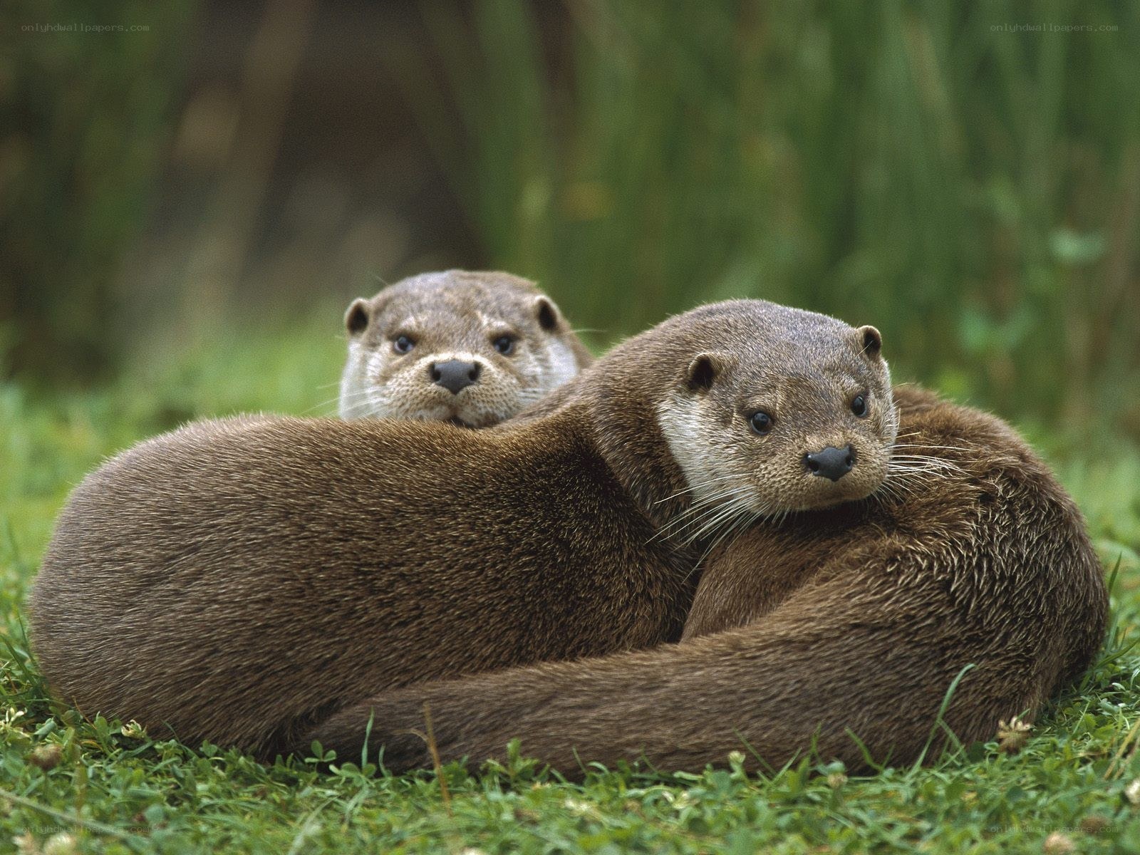 Two otters resting together