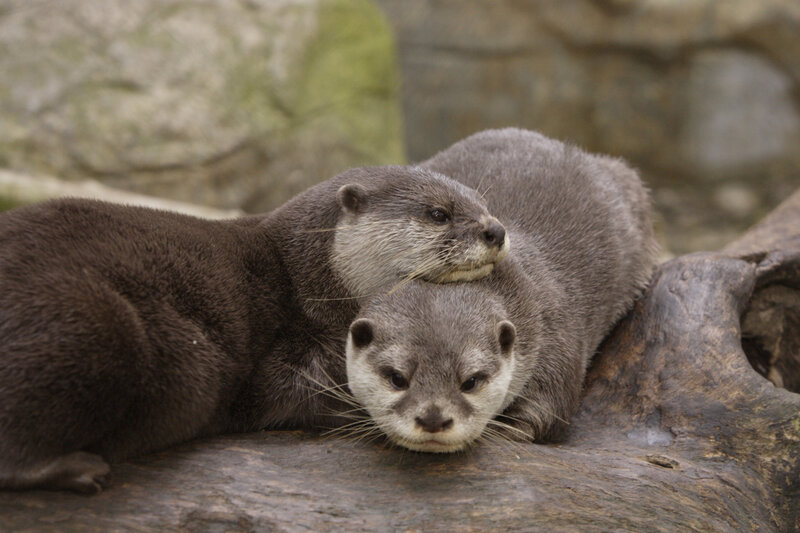 Two otters resting together