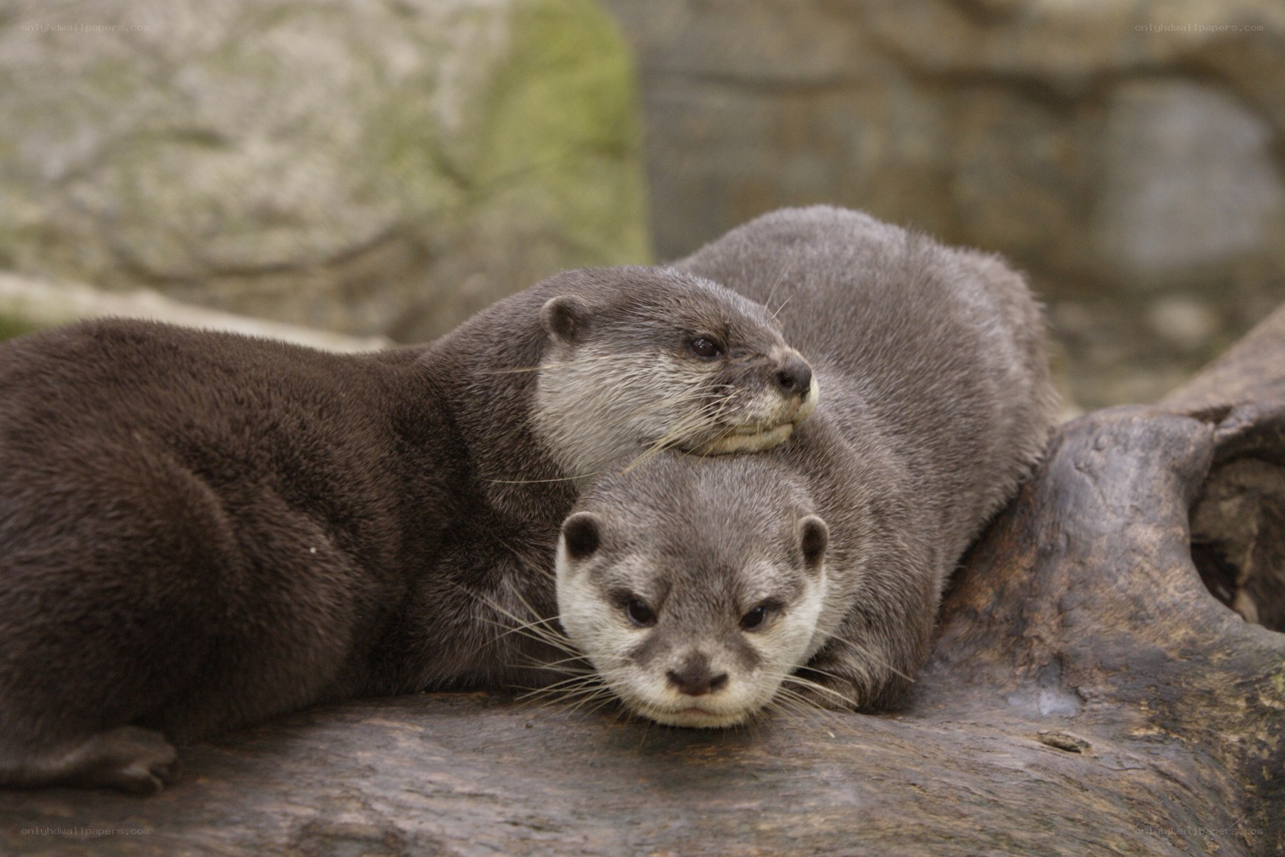 Two otters resting together