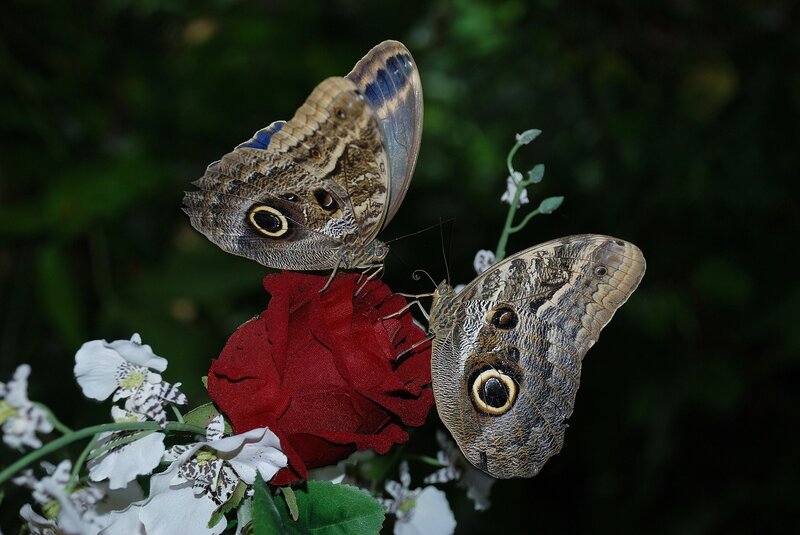 Two Owl Butterflies — Brown