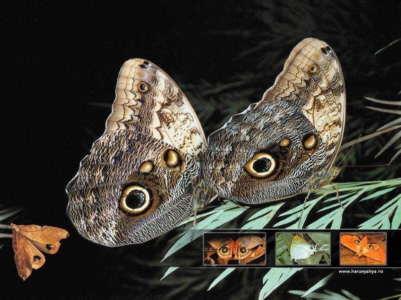 Two Owl Butterflies