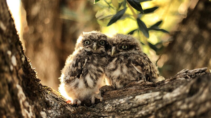 Two Owl Chicks — Brown