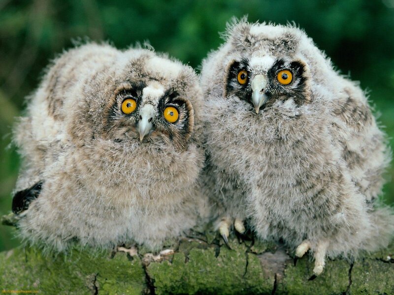 Two Owl Chicks — Gray, Curious