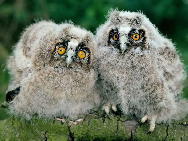 Two Owl Chicks — Gray