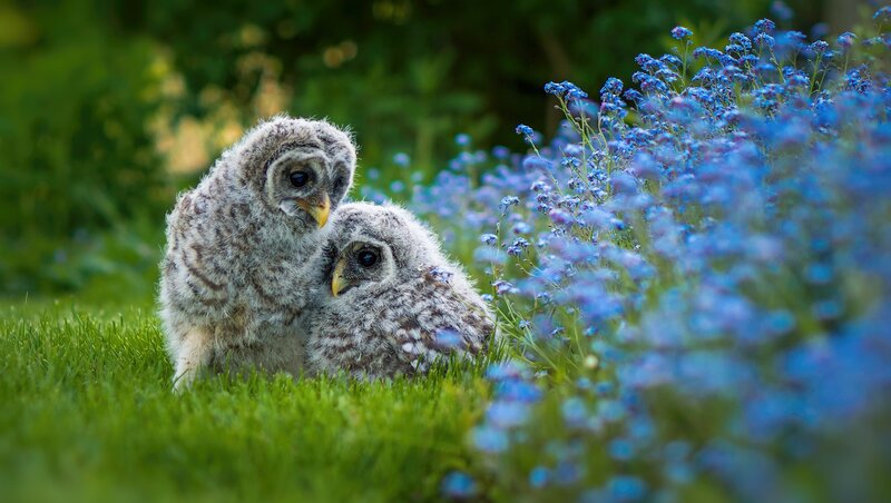 Two Owl Chicks — Green, Serene