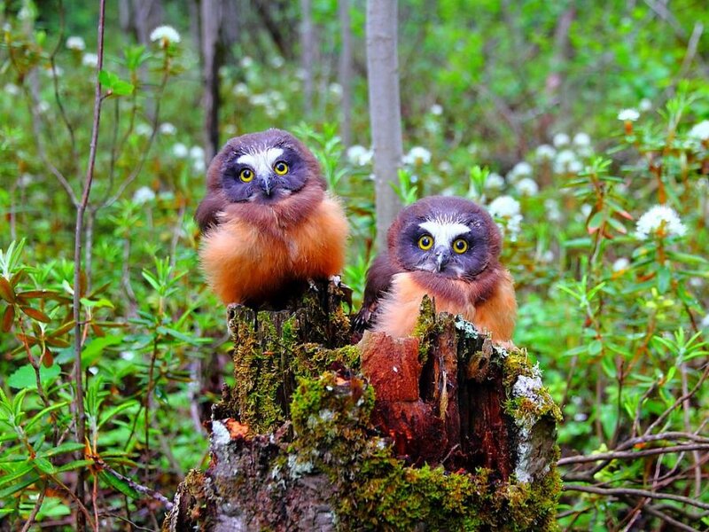 Two Owl Chicks — Green