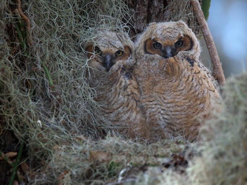 Two owl chicks in a nest
