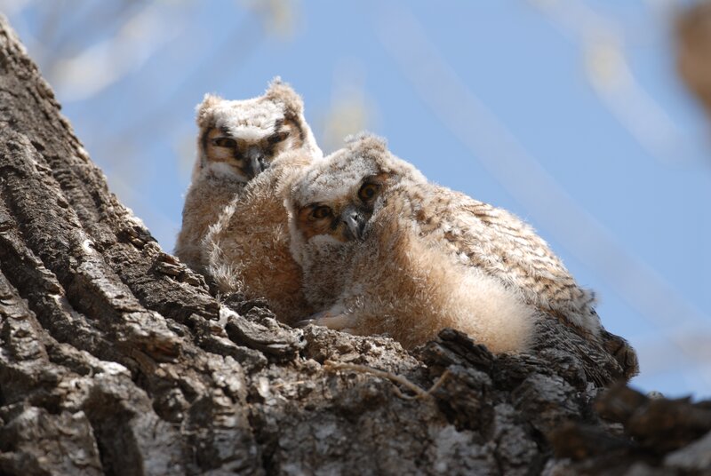 Two owl chicks in a tree