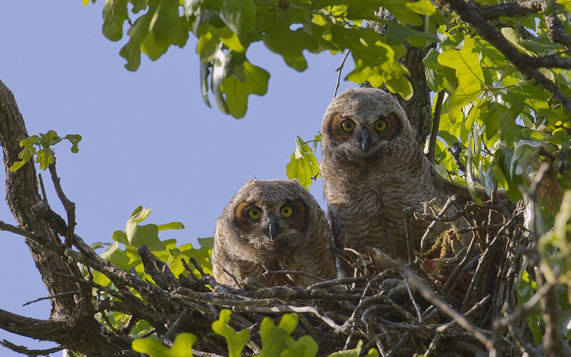 Two Owl Chicks in Nest — Brown