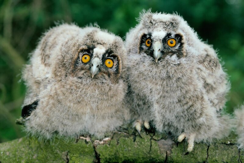 Two Owl Chicks