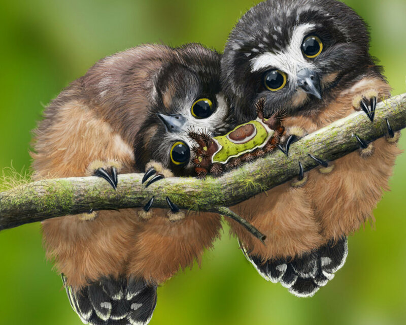 Two Owlets on Branch