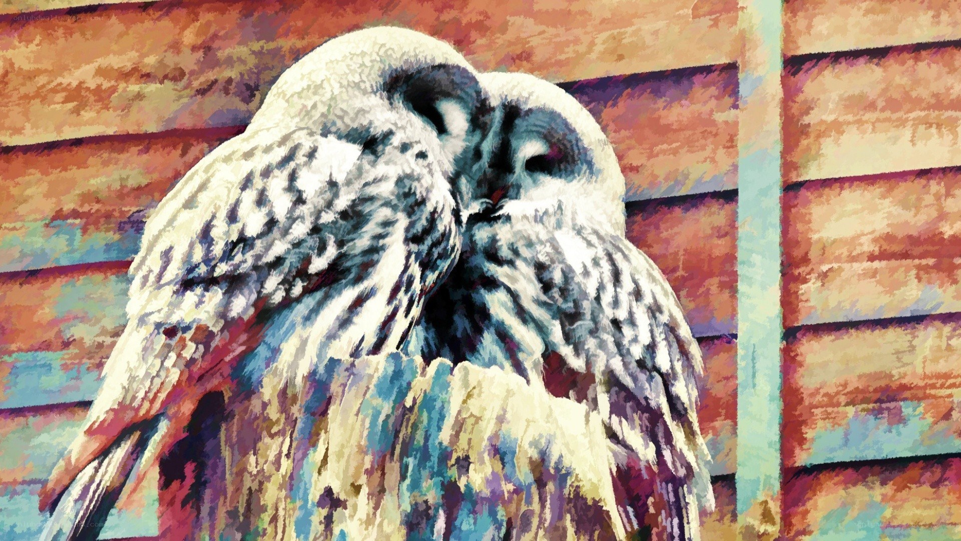Two owls hugging on a fence