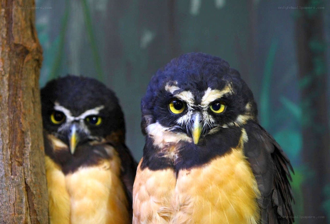 Two owls in a forest setting
