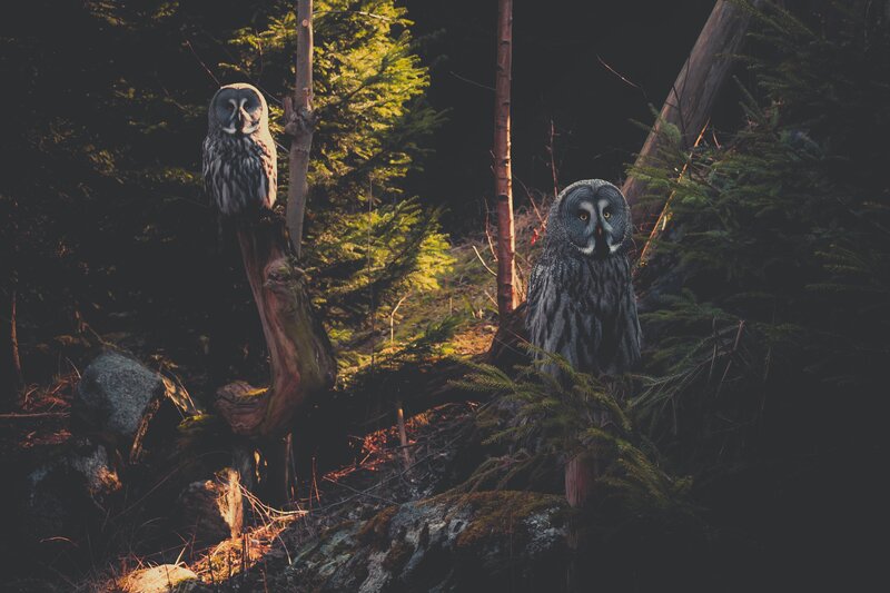 Two owls in a forest