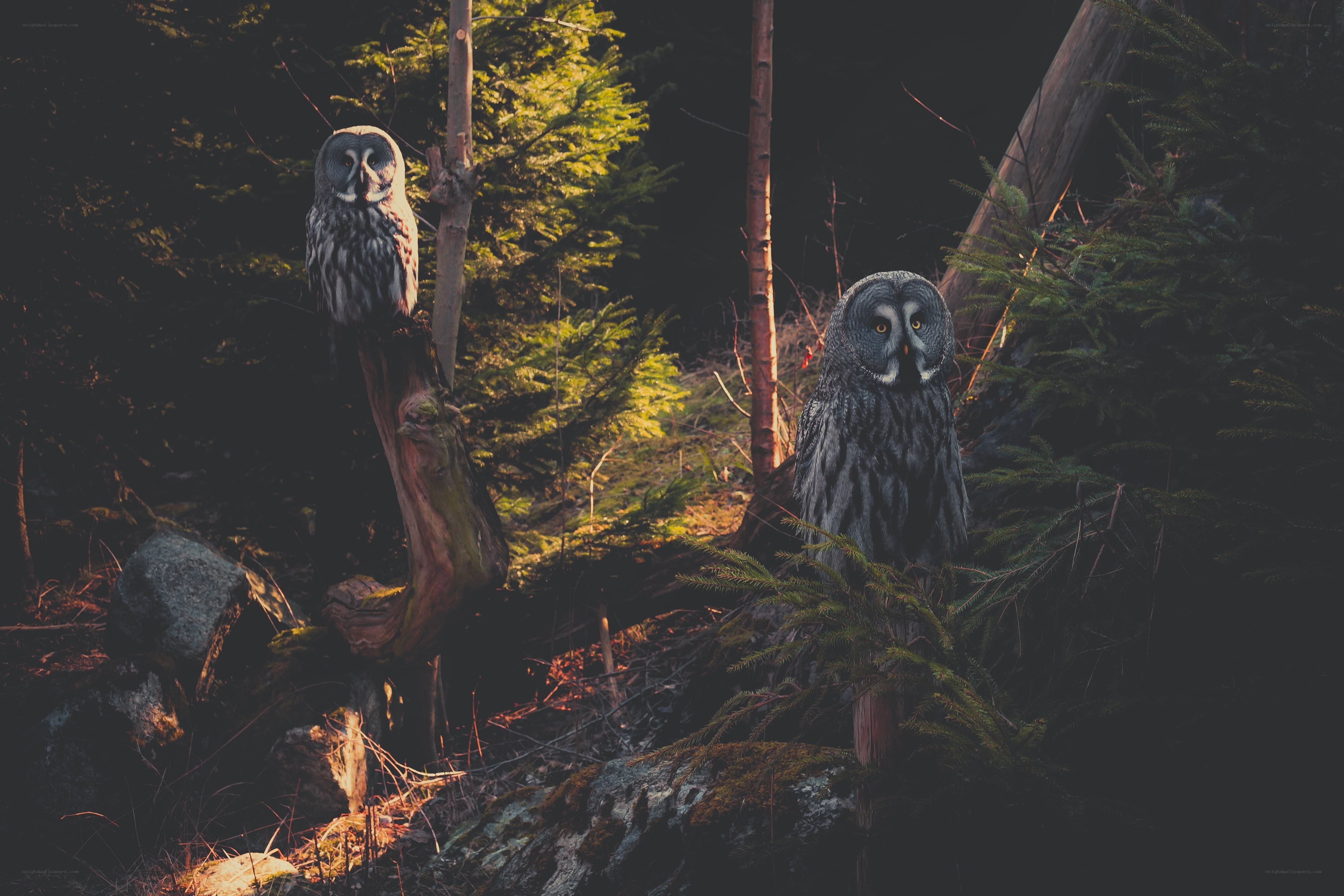 Two owls in a forest