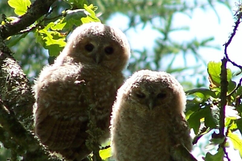 Two owls in a tree