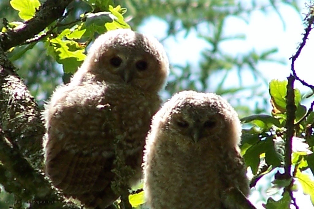 Two owls in a tree