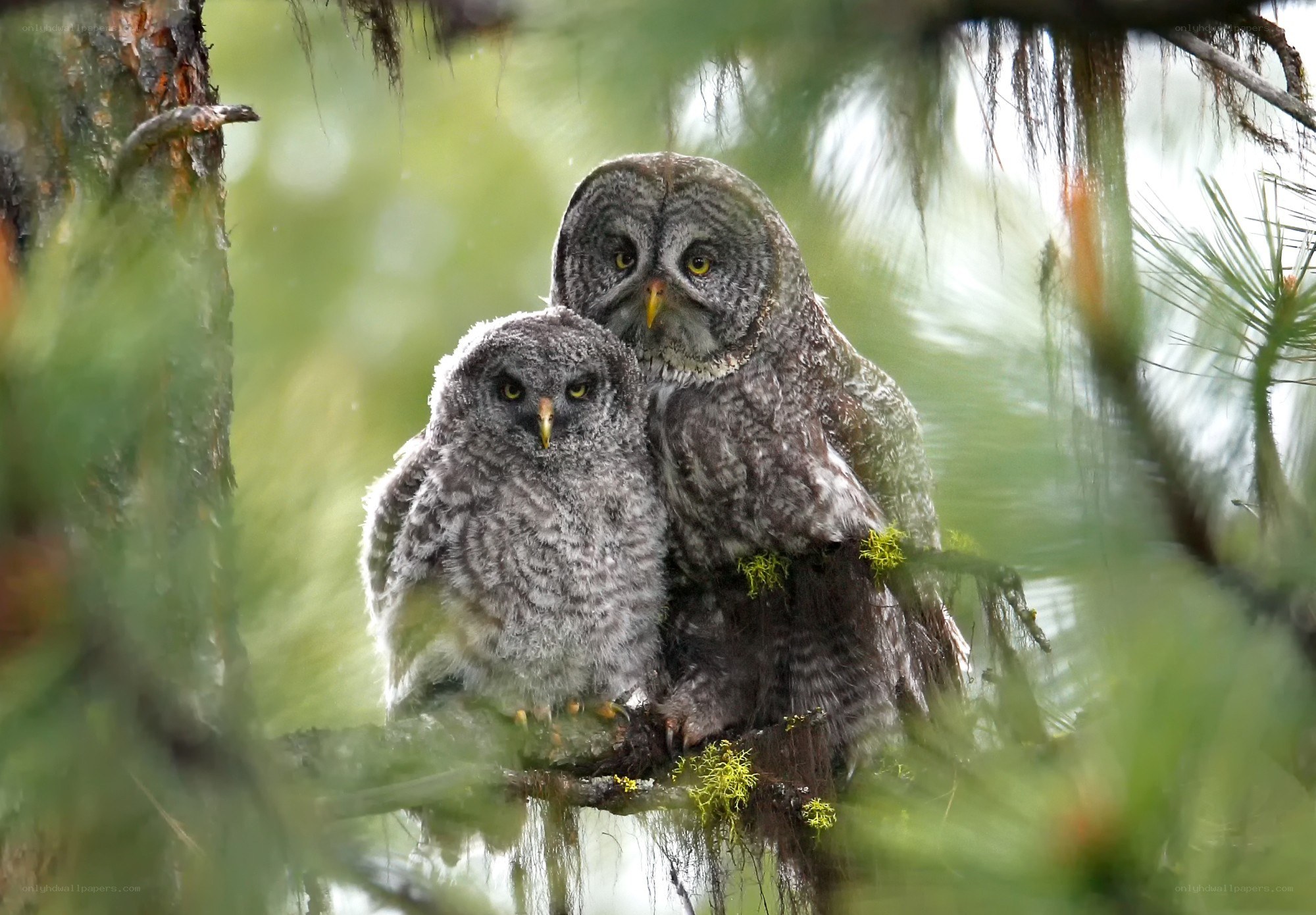 Two owls in a tree