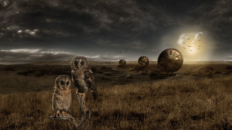 Two Owls in Field